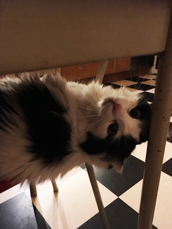 Lucifer under köksbordet