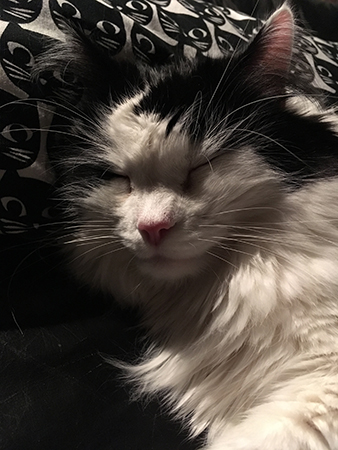 Lucifer sover närbild