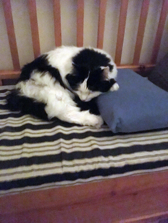 Lucifer sover på kökssoffan