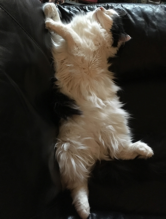 Lucifer sover på rygg i Annas fåtölj