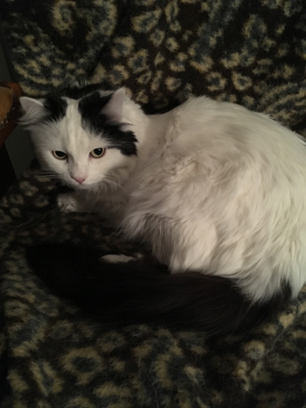 Citrus på leopardfilten