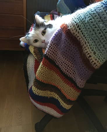 Citrus tittar fram ur skrivbordsstolen