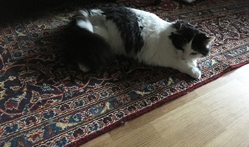 Lucifer på vardagsrumsmattan