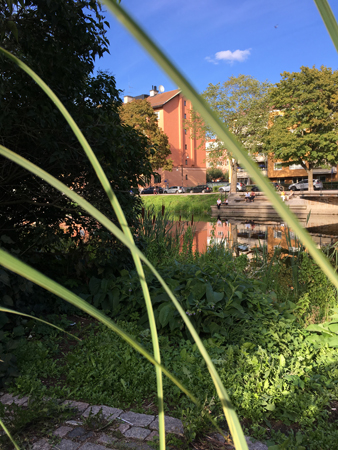 I buskarna vid Fyrisån