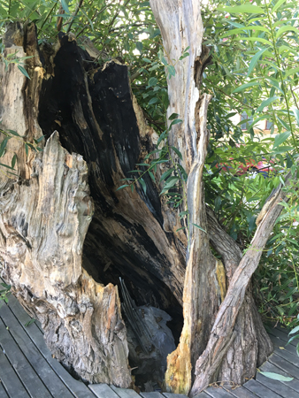 Träd med hål i vid Fyrisån