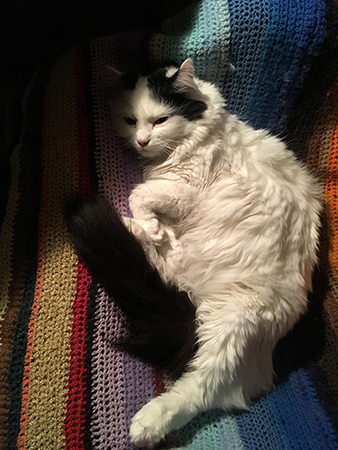 Citrus i skrivbordsstolen