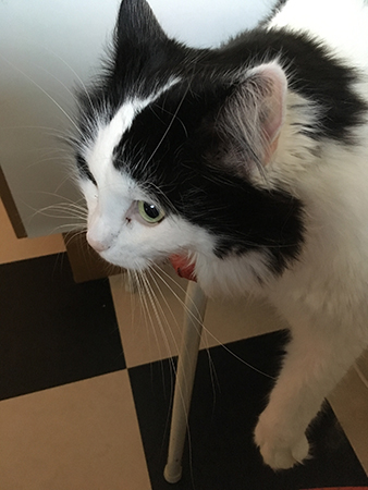 Lucifer hänger på en pall i köket