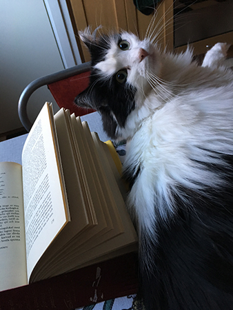 Lucifer på mitt frukostbord