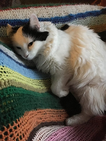 Citrus i skrivbordsstolen