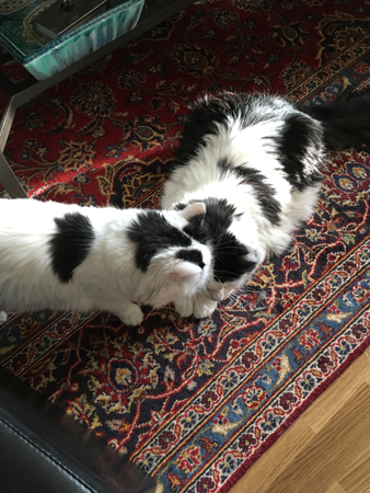 Citrus tvättar Lucifer