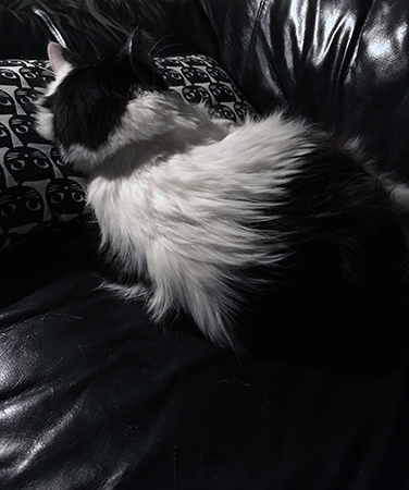 Lucifer sover i soffan med ryggen mot kameran