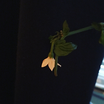 Chilin blommar i oktober