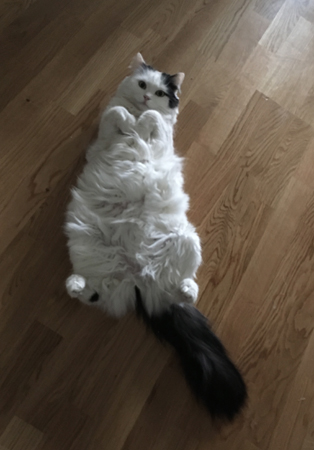 Citrus på rygg på golvet