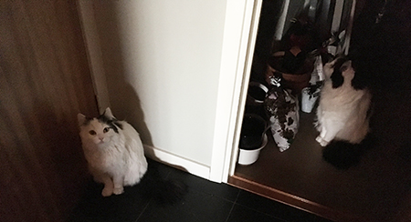 Citrus utanför köksdörren Lucifer i städkammaren