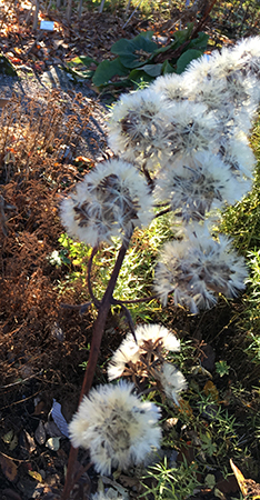Fluffig växt i Botaniska 24 okt 2018