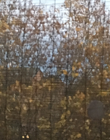 Höstträd bambugardin