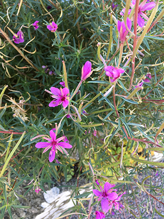 Lila blommor Botaniska 18 okt 2018