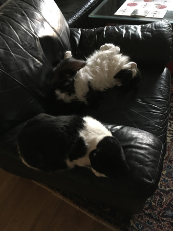 Mini och Lucifer i Annas fåtölj