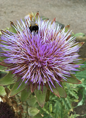 Blommande skocka med humla i Botaniska trädgården