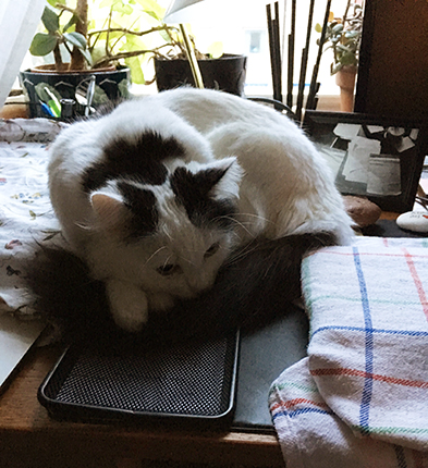 Citrus mellan datorn och tangentbordet