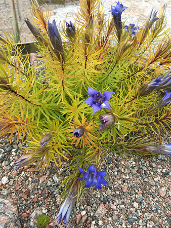 Blåa blommor i Botaniska trädgården