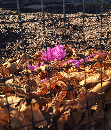 Blomma bakom staket i Botaniska 24 okt 2018
