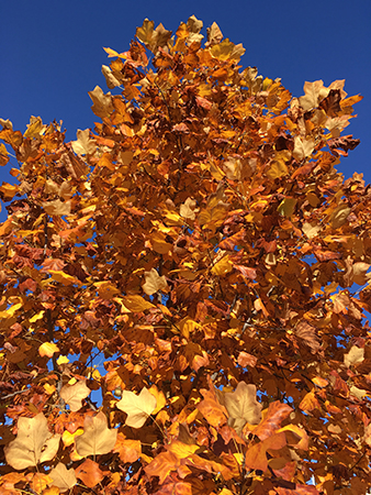 Höstträd rödgult mot blå himmel Botaniska 18 okt 2018