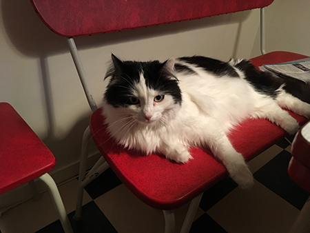 Lucifer på kökssoffan 2