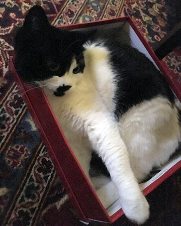 Mini i en skokartong