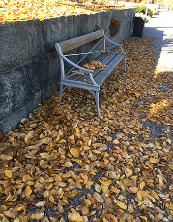 Bänk med höstlöv Botaniska 18 okt 2018