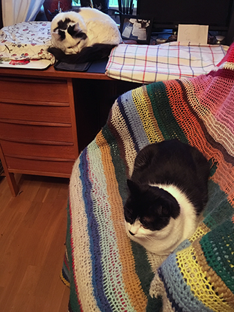 Citrus och Mini vid skrivbordet