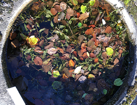 Damm i Botaniska 24 okt 2018