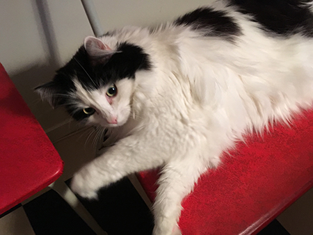 Lucifer på kökssoffan 3