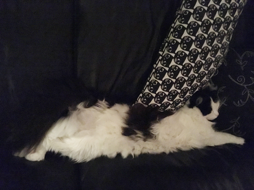 Lucifer sover i soffan utsträckt