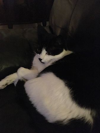 Mini tittar på TV i Annas fåtölj