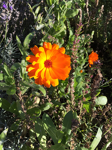 Orange blomma i Botaniska 24 okt 2018