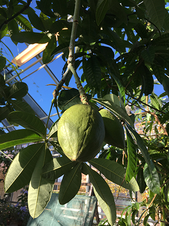 Citrusfrukt i Tropiska växthuset 18 okt 2018
