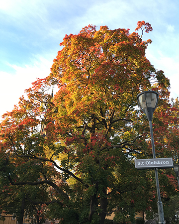 Höstträd vid St Olofsbron