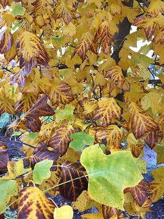 Tulpanträd i höstgult i Botaniska trädgården