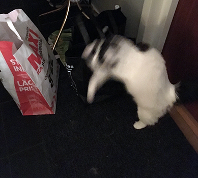 Citrus hoppar på soppåsar i hallen