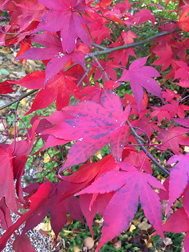 Höstrött träd i Botaniska 24 okt 2018