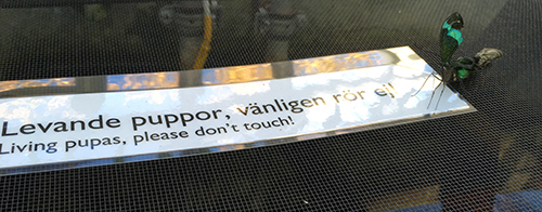 Puppa på väg att bli fjäril Tropiska växthuset 18 okt 2018