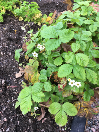 Smultronplantorna blommar