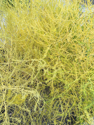 Sparris höst i Botaniska trädgården