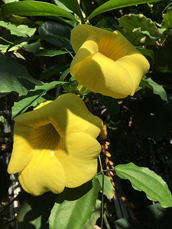 Gula blommor i Tropiska växthuset 18 okt 2018