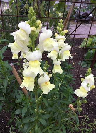 Ljusgula blommor i Botaniska trädgården