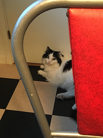 Lucifer på köksgolvet fotad gnm stol