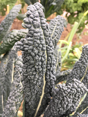 Kål i Botaniska trädgården