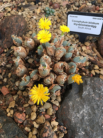 Sydafrikansk tussilago i Tropiska växthuset 18 okt 2018