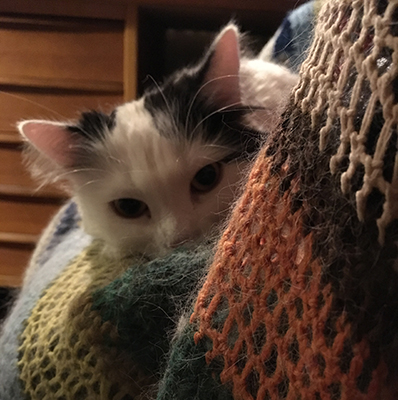 Citrus på filten i skrivbordsstolen